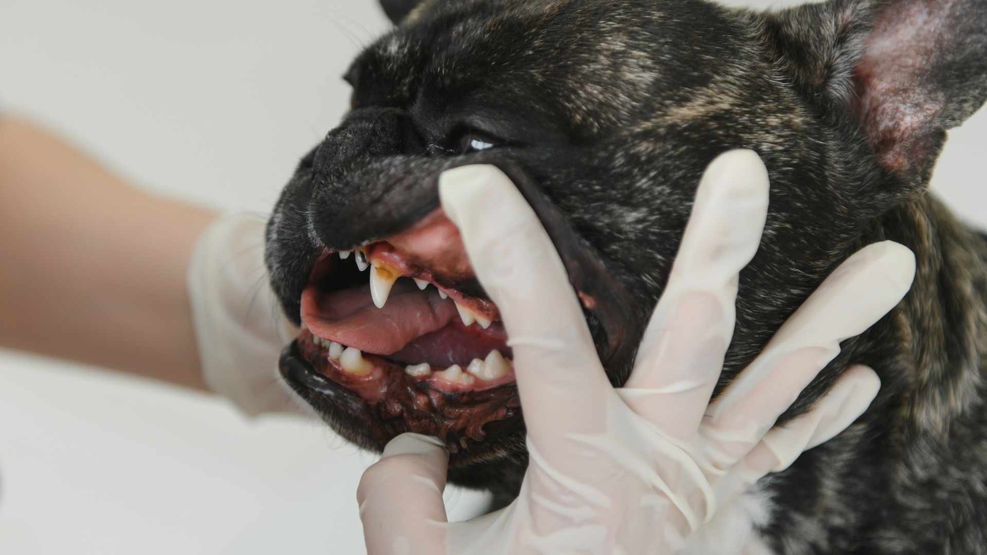 examinando dientes de perro